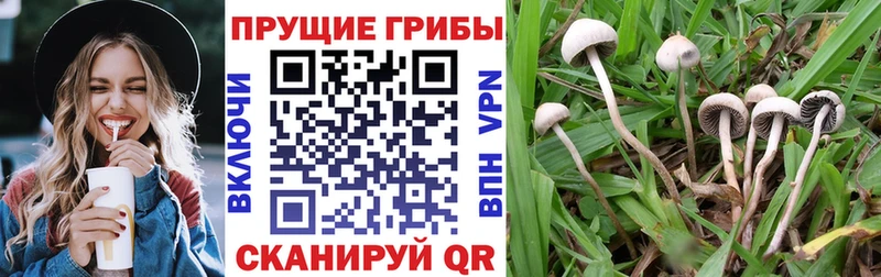 Псилоцибиновые грибы прущие грибы  Тутаев 